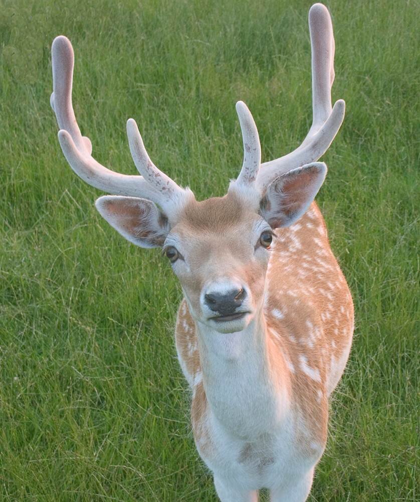 Geek Challenge: Deer Dilemma