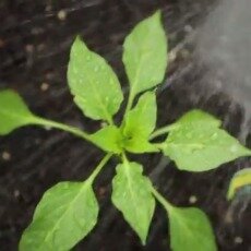 Moisture-Sensing Automatic Garden Watering System
