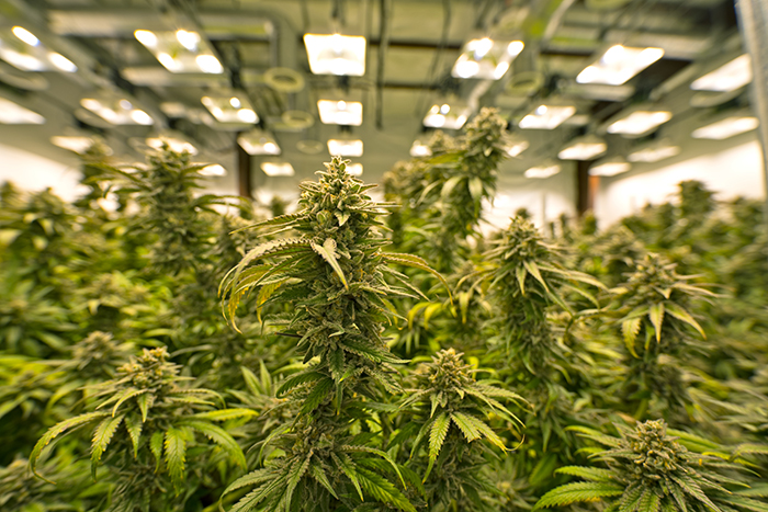 Siemens PLC Programming for Grow Room Automation